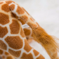 Giraffe Plushie